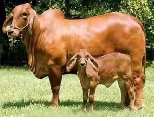 गाय का दूध बढ़ाने का मंत्र