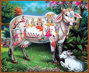 गौ माता में ३३ करोड देवता