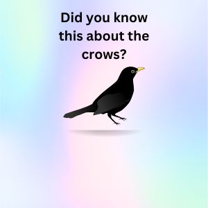 Do you know this about crows?