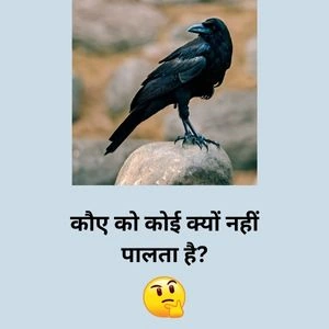 कौए को कोई क्यों नहीं पालता है?